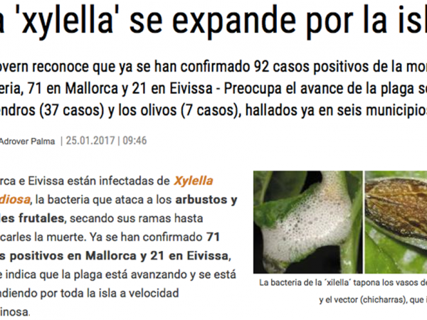 control-de-plagas-xylella