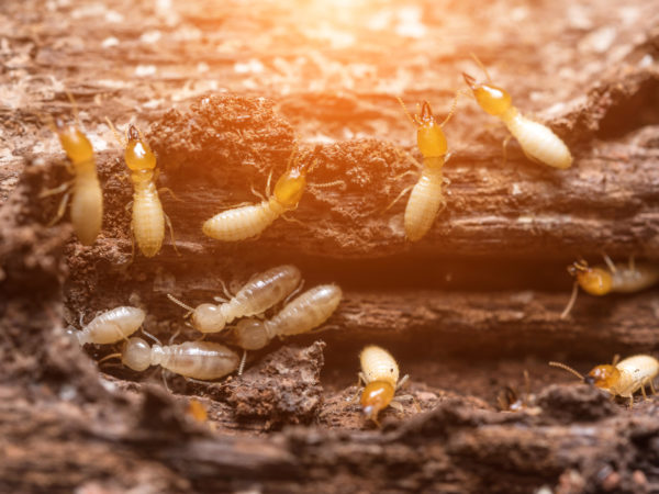 control-de-plagas-mallorca-termitas