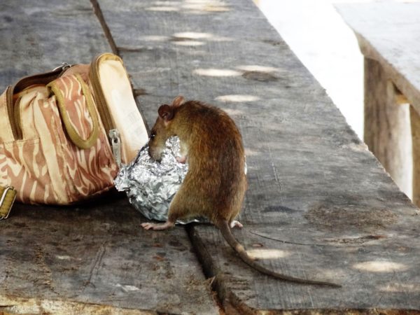 control-de-plagas-mallorca-ratas