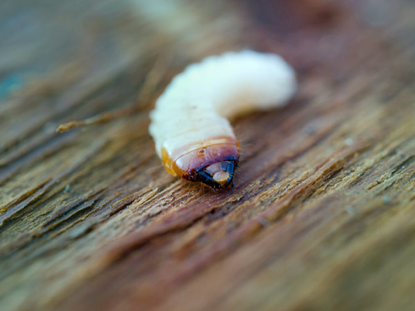 control-de-plagas-mallorca-polilla-madera