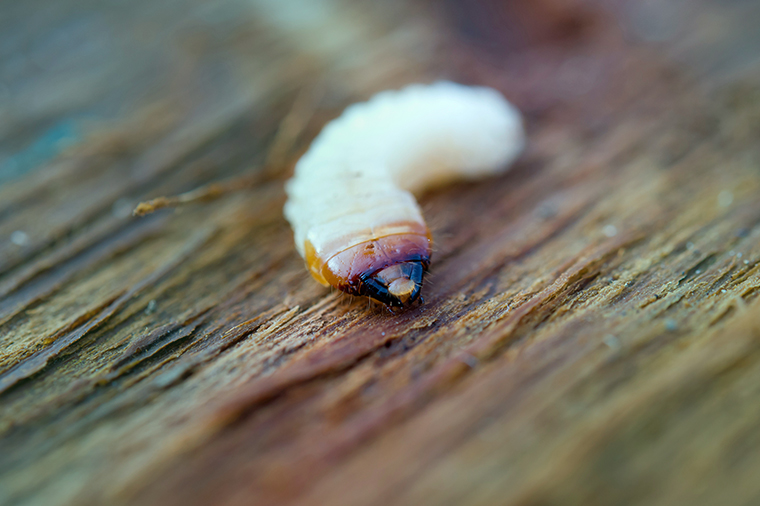 control-de-plagas-mallorca-polilla-madera