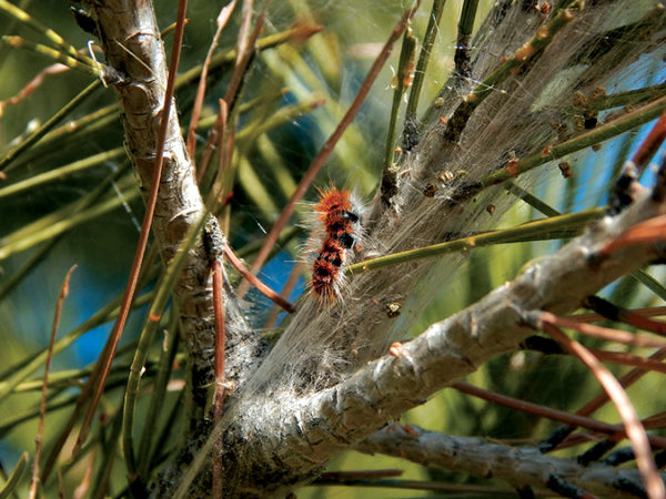 control-de-plagas-mallorca-oruga