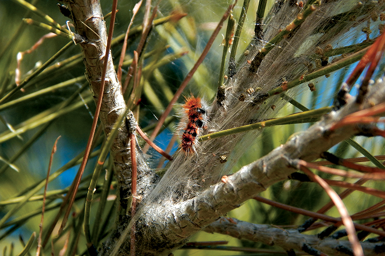 control-de-plagas-mallorca-oruga