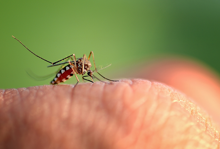Control de plagas de mosquito tigre en Baleares| Trima Baleares