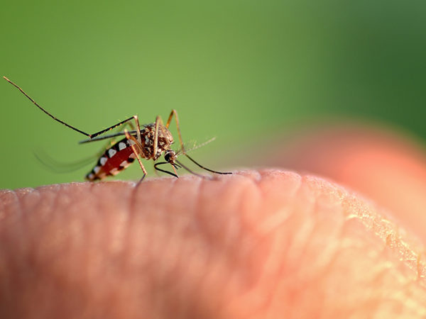 Control de plagas de mosquito tigre en Baleares| Trima Baleares